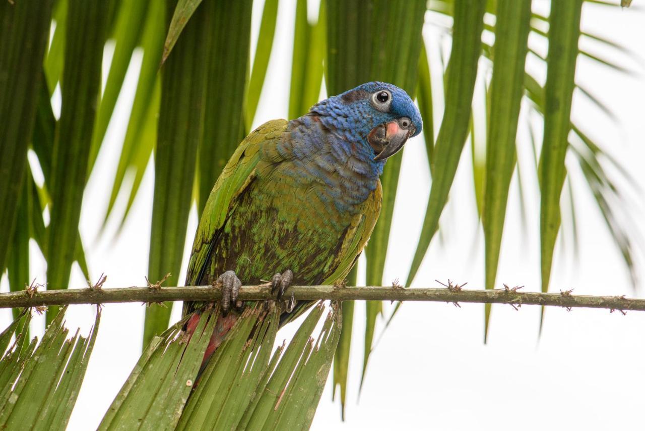 Kuyana Amazon Lodge Archidona Exteriör bild