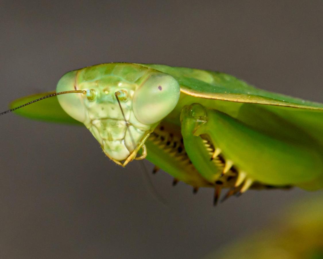 Kuyana Amazon Lodge Archidona Exteriör bild